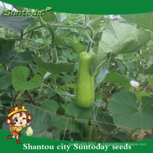 Suntoday international vegetables names donde embotellar el cultivo de calabazas de semillas de venta de cosechadoras agrícolas (16002)